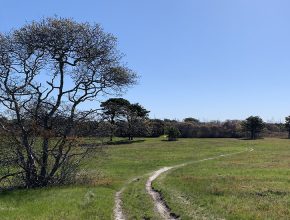 Sheep Commons trail