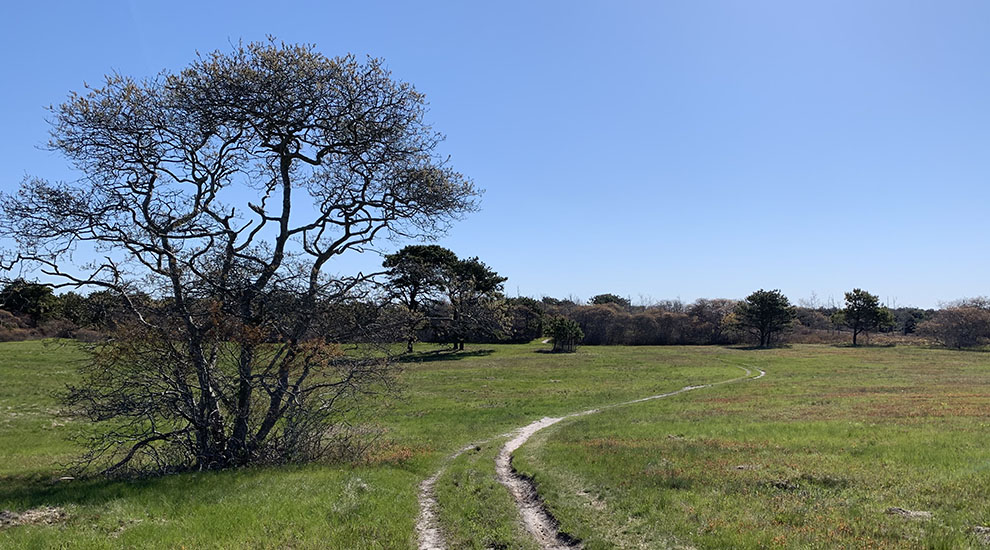 Sheep Commons trail CROP