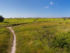 Trail at the Smooth Hummocks Coastal Preserve