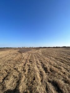 Smooth Hummocks freshly mowed