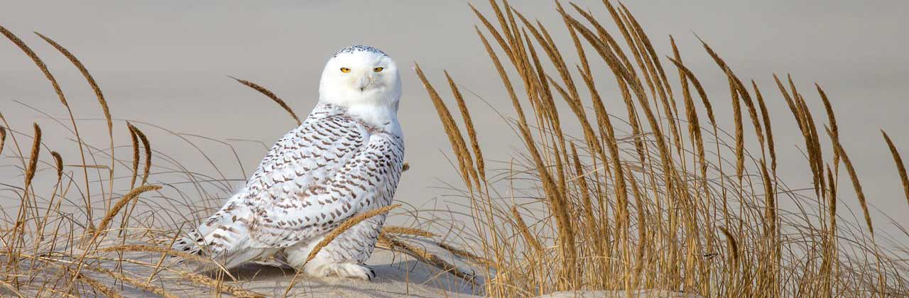 Snowy Owl on the Beach