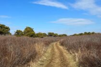 South Shore huckleberry trail