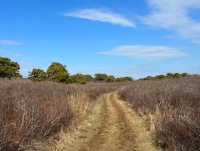 South Shore huckleberry trail