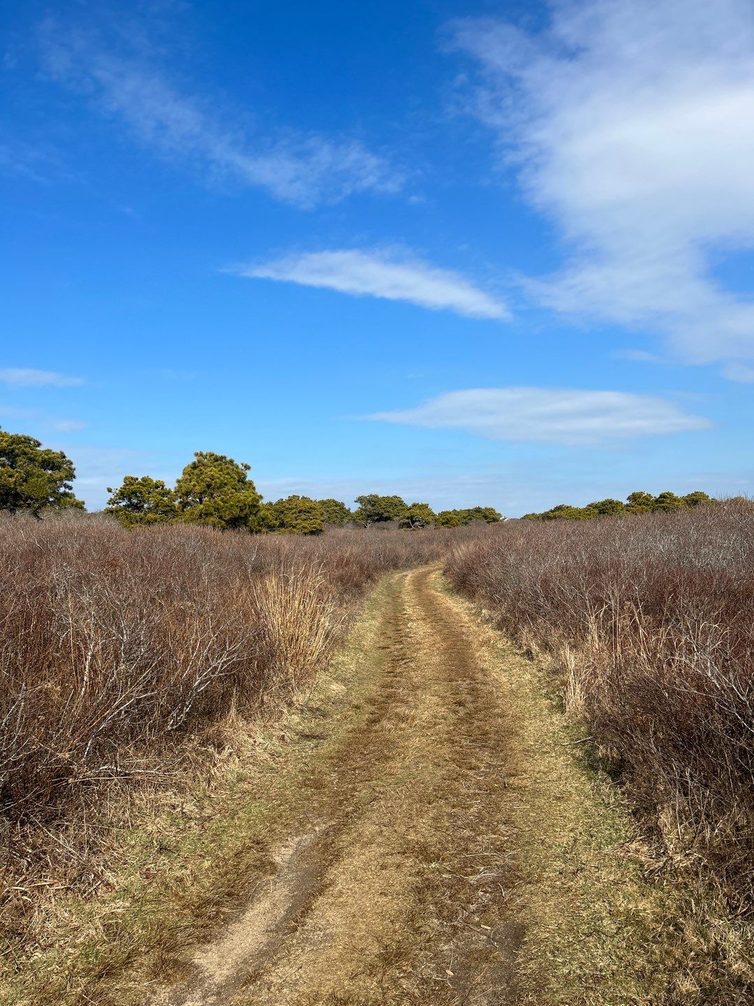 South Shore huckleberry trail