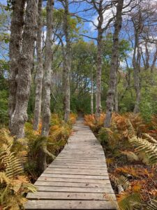 Boardwalk at stump pond bordered by ferns and tupelo trees
