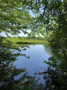 Stump Pond, with trees reflected on the pond's surface