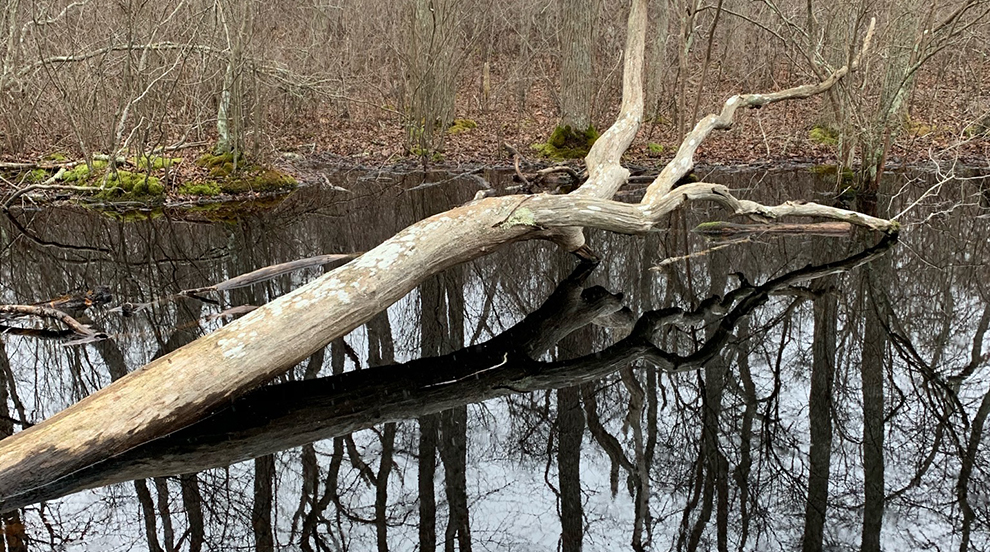 Stump Reflection CROPPED