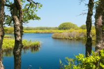 Stump Pond on a sunny day