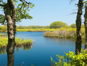 Stump Pond on a sunny day