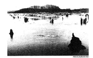 Stump Pond in 1986, stumps can be seen above the water.