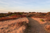 Trott's Hills at golden hour