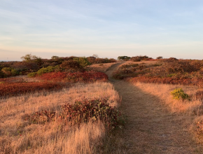 Trott's Hills at golden hour