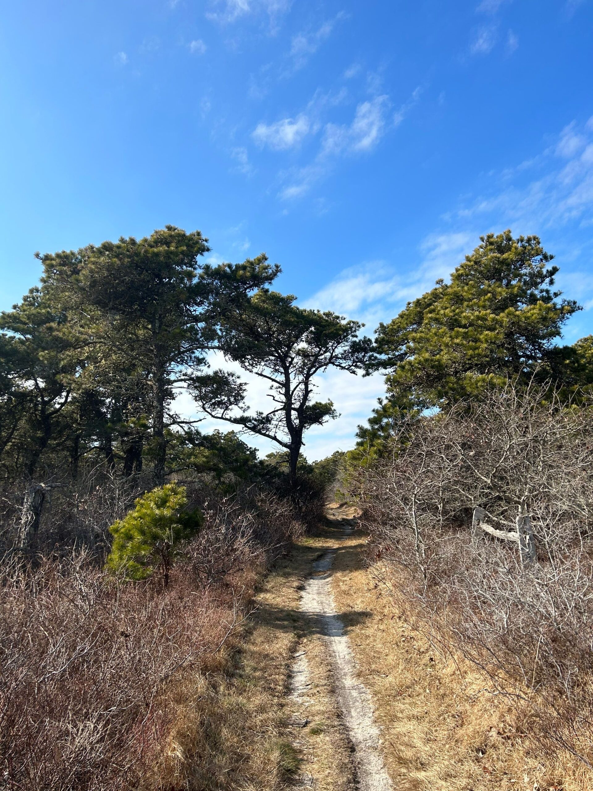 South Shore Loop Pitch Pine Trees