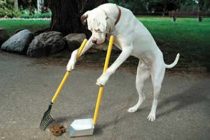 White Dog cleaning up at dog park