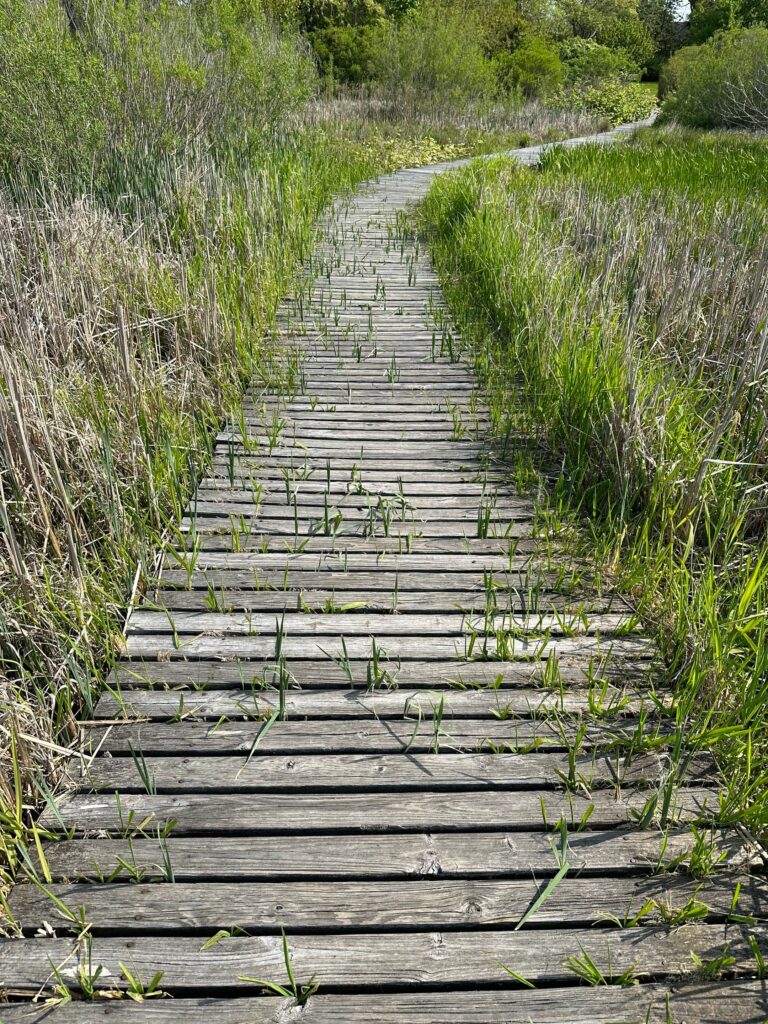 Invasive species growing in spaces between boardwalk slats.