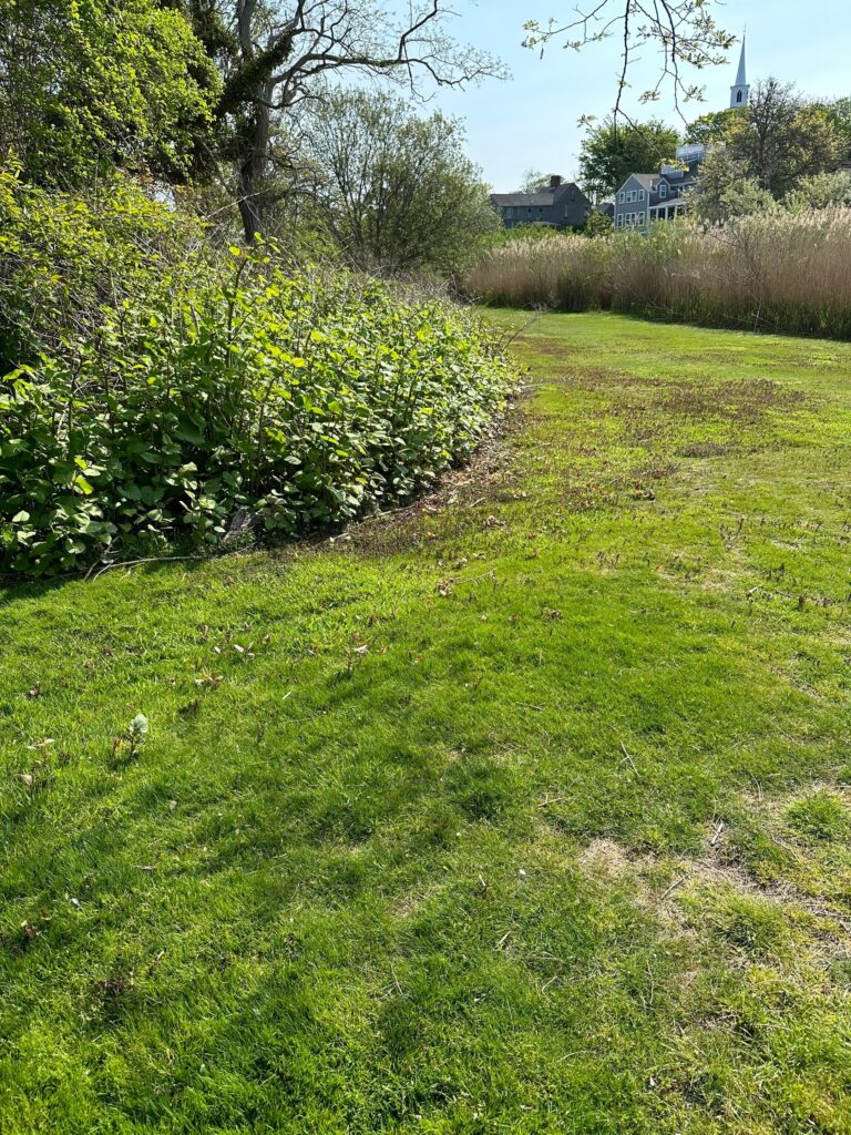 Lawn area at Lily Pond Park