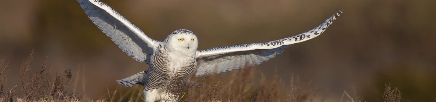 snowy owl in flight