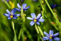 Blue Wild Flowers